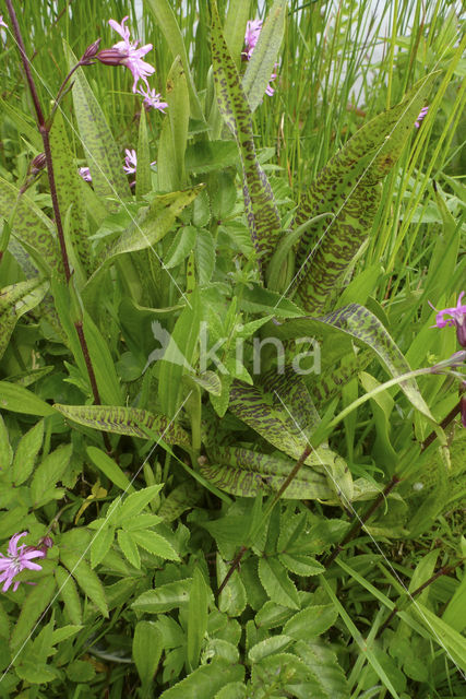 Rietorchis (Dactylorhiza praetermissa)