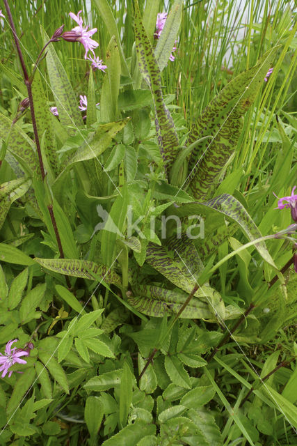 Southern Marsh-orchid (Dactylorhiza praetermissa)