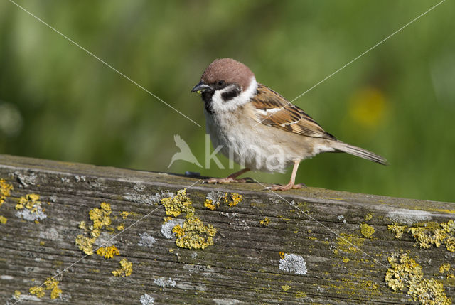 Ringmus (Passer montanus)