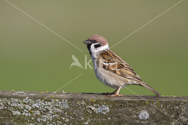 Eurasian Tree Sparrow (Passer montanus)