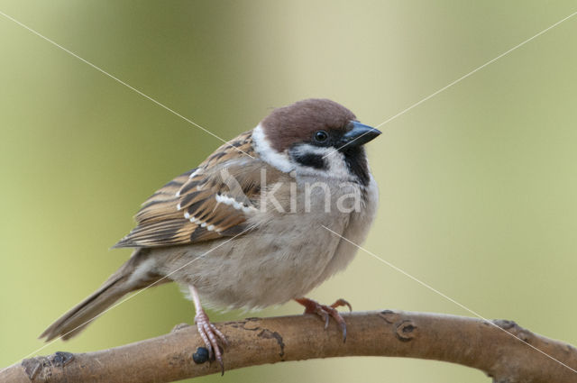 Eurasian Tree Sparrow (Passer montanus)