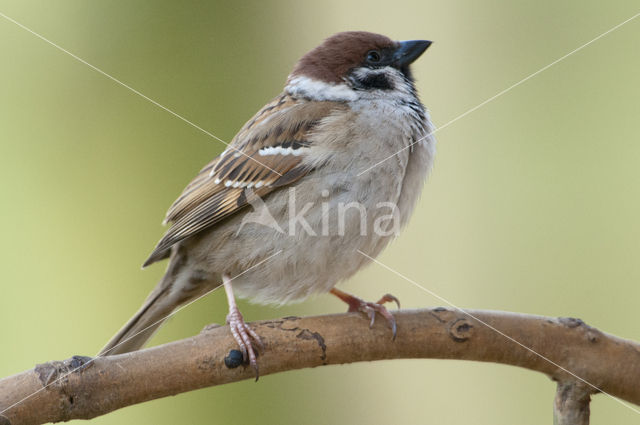 Eurasian Tree Sparrow (Passer montanus)