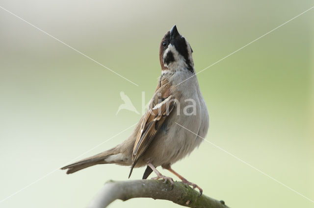 Eurasian Tree Sparrow (Passer montanus)