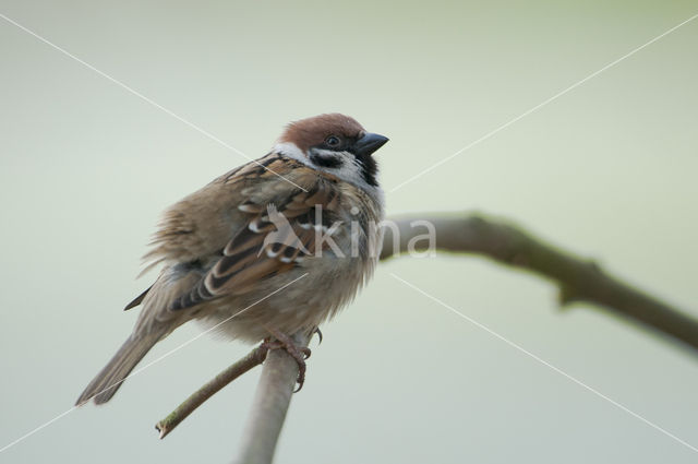 Eurasian Tree Sparrow (Passer montanus)