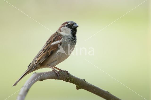 Ringmus (Passer montanus)