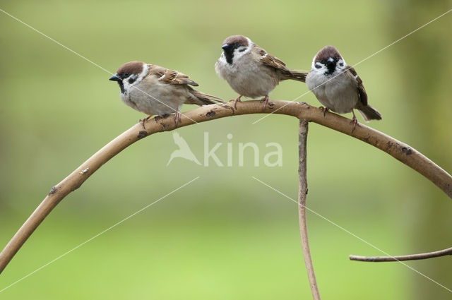 Eurasian Tree Sparrow (Passer montanus)