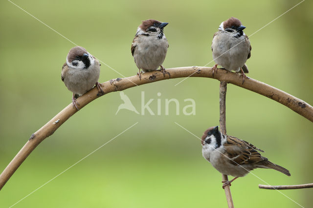 Eurasian Tree Sparrow (Passer montanus)