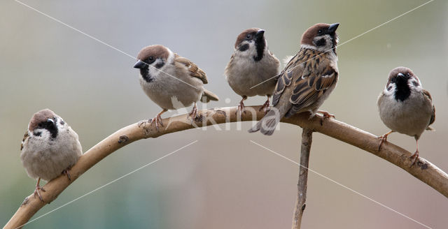 Eurasian Tree Sparrow (Passer montanus)