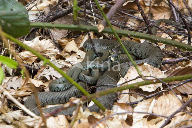 Grass Snake (Natrix natrix)