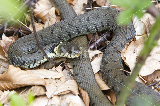 Grass Snake (Natrix natrix)