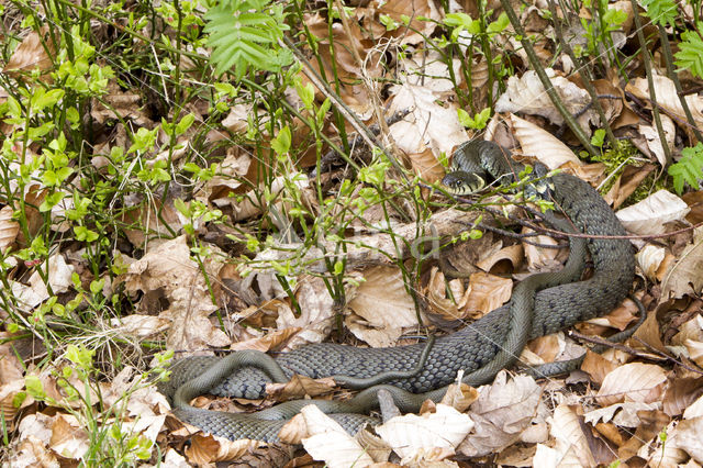 Grass Snake (Natrix natrix)