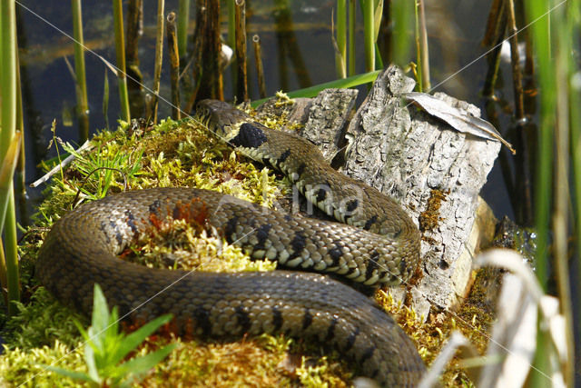 Grass Snake (Natrix natrix)