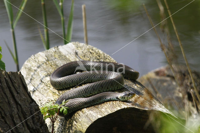 Grass Snake (Natrix natrix)