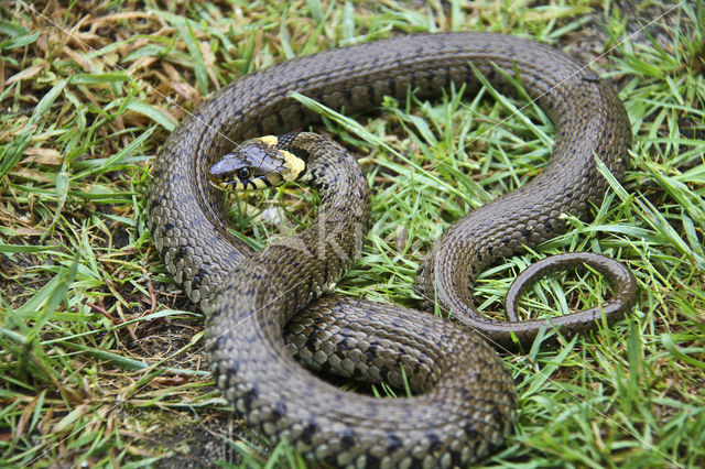 Grass Snake (Natrix natrix)