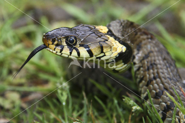 Grass Snake (Natrix natrix)