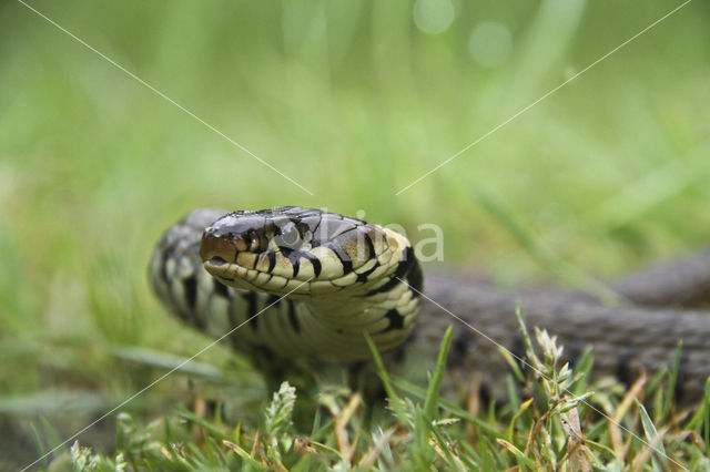 Grass Snake (Natrix natrix)