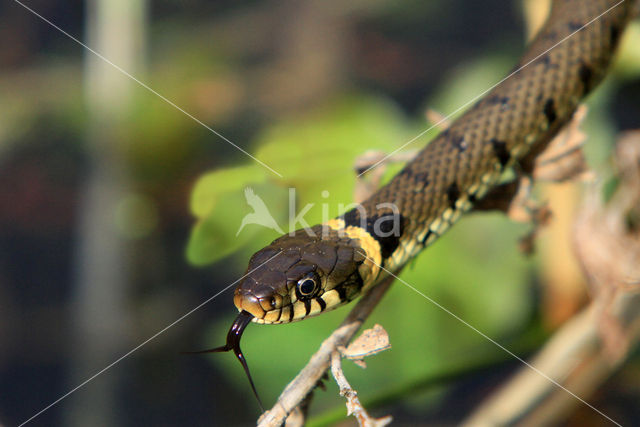 Grass Snake (Natrix natrix)