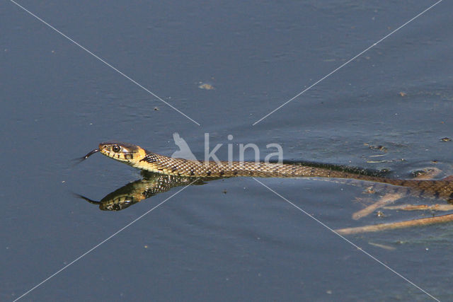 Grass Snake (Natrix natrix)