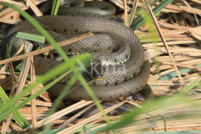 Grass Snake (Natrix natrix)