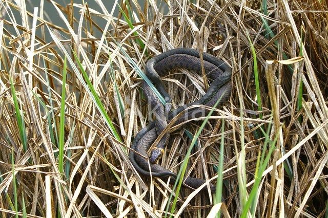 Grass Snake (Natrix natrix)