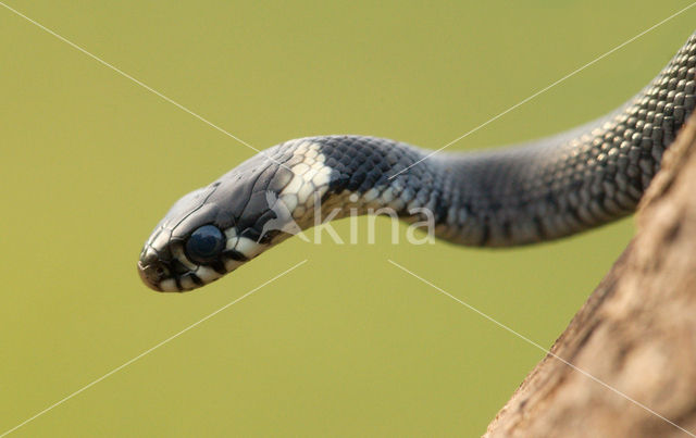 Grass Snake (Natrix natrix)