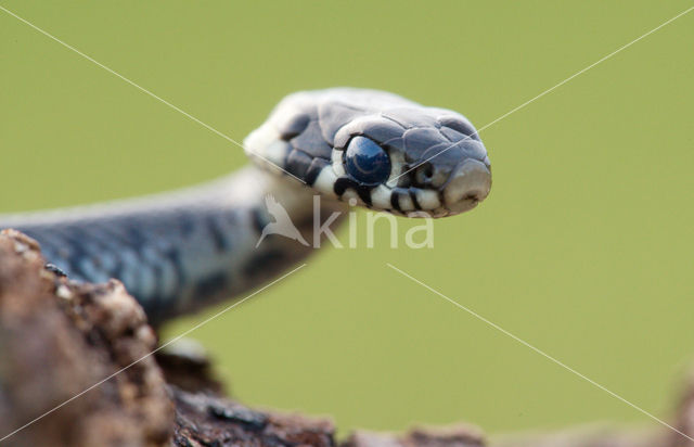 Grass Snake (Natrix natrix)