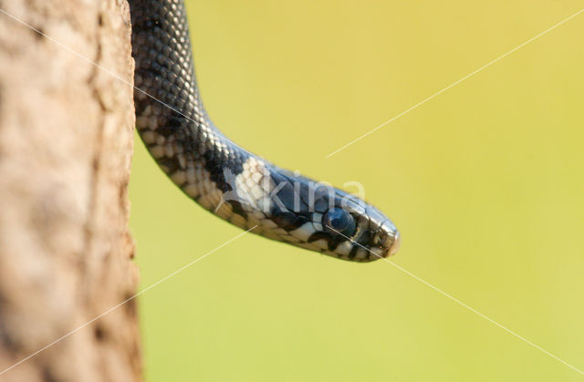 Grass Snake (Natrix natrix)