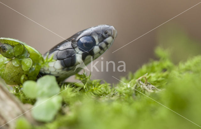 Grass Snake (Natrix natrix)