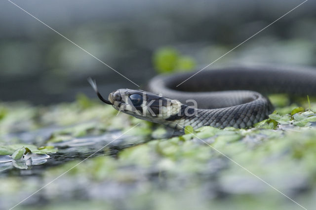 Grass Snake (Natrix natrix)