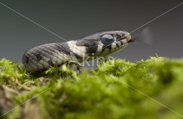 Grass Snake (Natrix natrix)