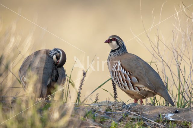 Red-legged Partridge (Alectoris rufa)