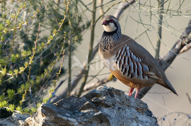 Red-legged Partridge (Alectoris rufa)