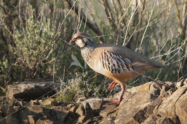 Red-legged Partridge (Alectoris rufa)