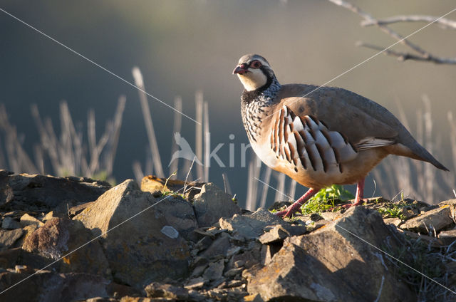 Red-legged Partridge (Alectoris rufa)