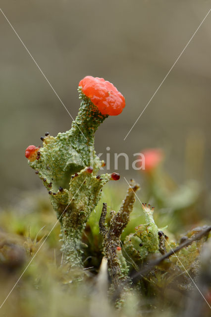 Red pixie cup (Cladonia coccifera)