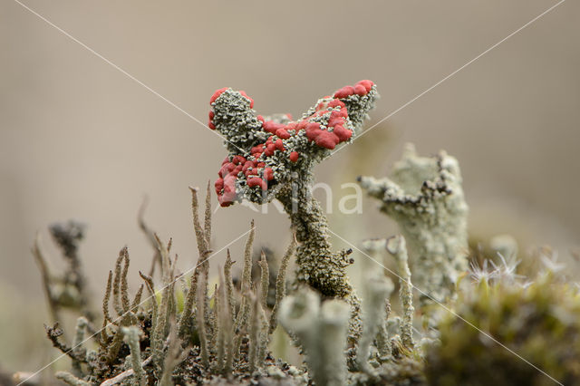 Red pixie cup (Cladonia coccifera)