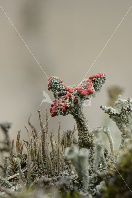 Red pixie cup (Cladonia coccifera)