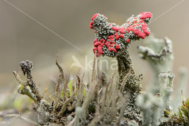 Red pixie cup (Cladonia coccifera)