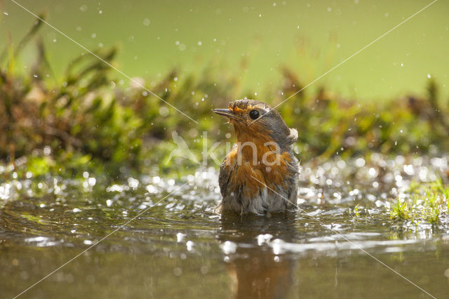 Roodborst