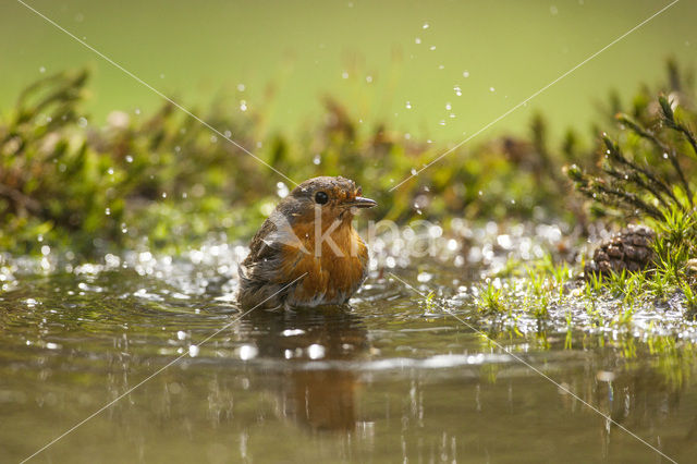 Roodborst