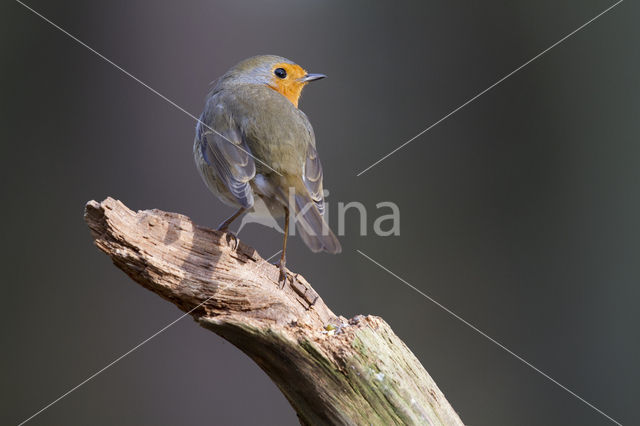European Robin (Erithacus rubecula)