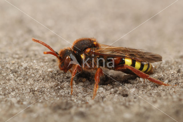 Cuckoo bee (Nomada lathburiana)