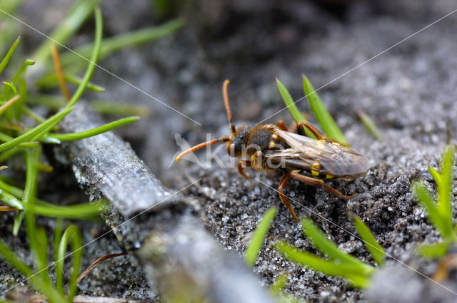 Roodharige wespbij (Nomada lathburiana)