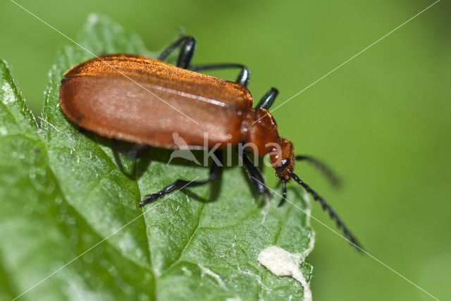 Roodkopvuurkever (Pyrochroa serraticornis)