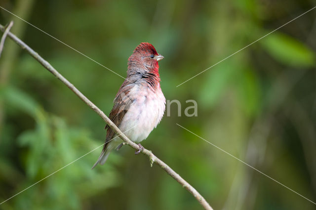 Roodmus (Carpodacus erythrinus)