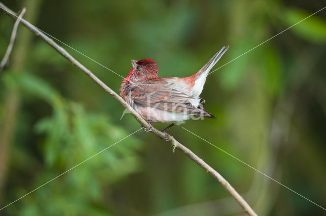 Roodmus (Carpodacus erythrinus)