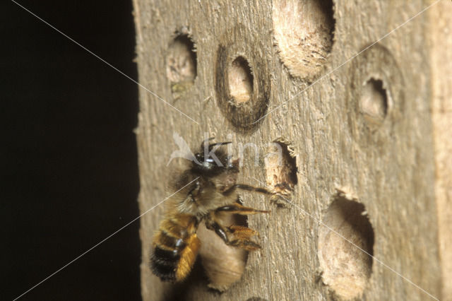 Rosse metselbij (Osmia bicornis)