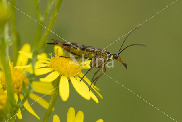 common scorpion fly (Panorpa communis)