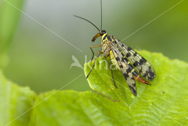 common scorpion fly (Panorpa communis)