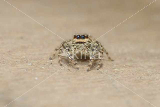 Jumping Spider (Marpissa muscosa)